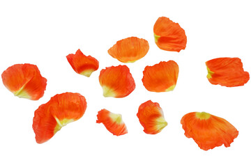 vivid orange color poppy flower petals collection. Flower petals collection for spring and floral...