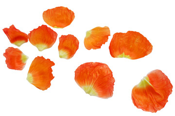 vivid orange color poppy flower petals collection. Flower petals collection for spring and floral design. 