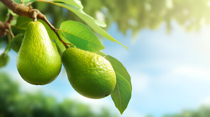 Ripe green avocados hanging on tree branch in summer day
