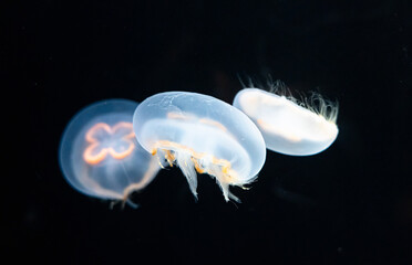 Background of moon jellyfish in aquarium tank with black background