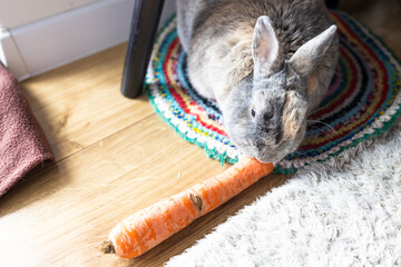 Little fluffy grey handmade rabbit eating ripe fresh carrot on the floor, close up. Hungry rabbit...