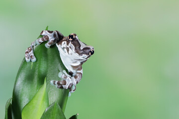 The Amazon milk frog (Trachycephalus resinifictrix) on green leaves, Panda bear tree frog on branch. The mission golden eyed tree frog closeup