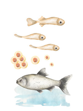 fish life cycle watercolor painting clip art preview