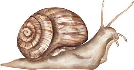 Watercolor snail illustration, graphic insect clipart - obrazy, fototapety, plakaty