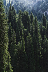 Fototapeta premium landscape with a beautiful green fir spruce forests in summer the Tien Shan mountains in Kazakhstan