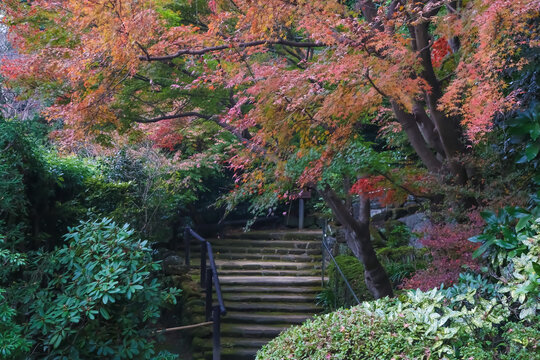 鎌倉浄妙寺の秋。紅葉に彩られる境内。紅葉に包まれた石段。浄妙寺は臨済宗の禅刹。本堂の銅ぶき屋根が美しく、また、敷地内にレストラン石窯ガーデンテラスや抹茶を供する喜泉庵（写真）がある。