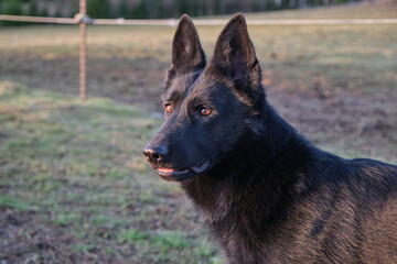 beautiful black German Shepherd she-dog in a flower meadow in summer in Sweden countryside