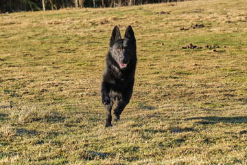 beautiful black German Shepherd she-dog running in a meadow in Sweden countryside