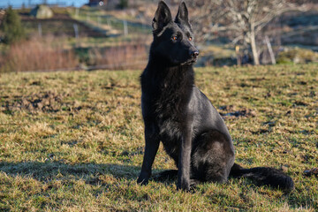 beautiful black German Shepherd she-dog in a meadow in Sweden countryside