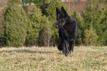 Fototapeta premium beautiful black German Shepherd she-dog in a meadow in Sweden countryside