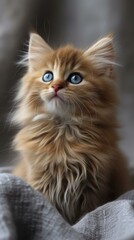 A cute ginger kitten with blue eyes is looking up