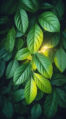 Fototapeta premium Green leaves with sunlight shining through