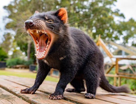 Tasmanian Devlis are an endangered speies due to contageous cancer they spread.