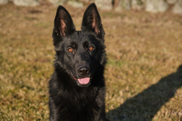 beautiful black German Shepherd she-dog in a meadow in Sweden countryside