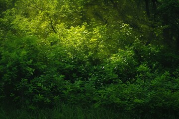 Fototapeta premium Green leaves and branches of a tree with sunlight shining through