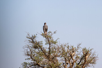 African Dusky Songhawk or Melierax canorus close up resting in a natural setting in Kenya National Park