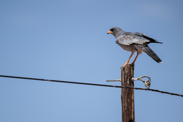 African Dusky Songhawk or Melierax canorus close up resting in a natural setting in Kenya National Park