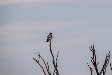 African Dusky Songhawk or Melierax canorus close up resting in a natural setting in Kenya National Park