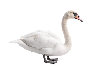 a white swan with a long neck