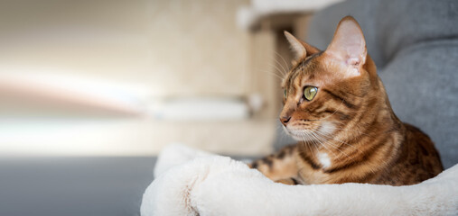 Bengal cat sits relaxed on the sofa at home.
