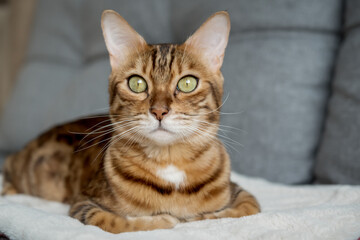 Bengal cat sits relaxed on the sofa at home.