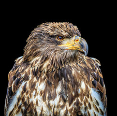 Sea eagle portrait