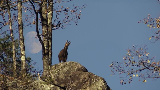 Alpine chamois (Rupicapra rupicapra) Camoscio alpino
