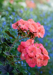 Red Pelargonium in the garden. Red geranium flowers in summer garden. Bright pelargonium.