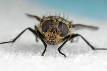 An extreme close up of a fly head taken with microscope objective. White sugar background