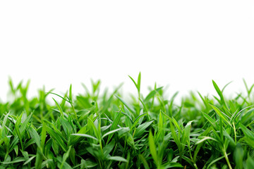 Fototapeta premium Green lawns with grass and plants on white background composition of plants on the sunny lawn.