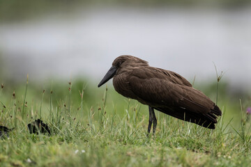 African brown hammerhead close-up on rest in natural conditions in Kenya national park