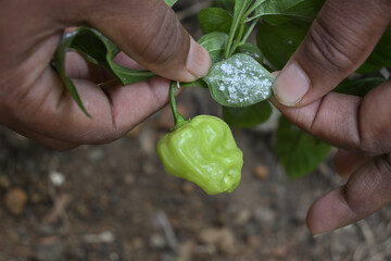 A farmer is inspecting and holding chili leaf underside that is covered with whiteflies - obrazy, fototapety, plakaty