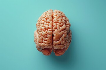 human brain isolated on blue background 