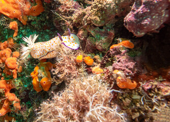 Fototapeta na wymiar Nudibranch on a coral Reef, Musandam, Oman