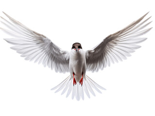 a bird with wings spread - obrazy, fototapety, plakaty
