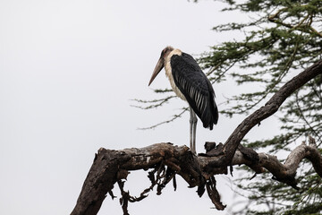 African marabou close up resting in natural conditions in Kenya national park
