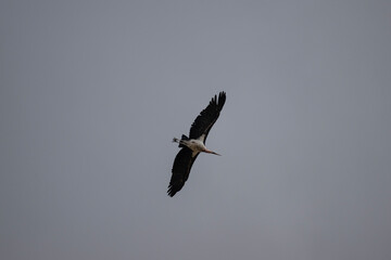 African marabou close up resting in natural conditions in Kenya national park