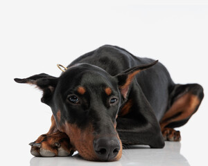 sleepy dobermann lying and resting