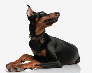 curious dobermann wearing collar looking up to side