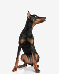 seated dobermann panting and looking to side