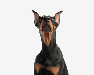 closeup of curious doberman pinscher looking up
