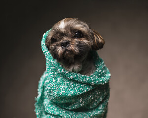adorable shih tzu dog being covered in green blanket