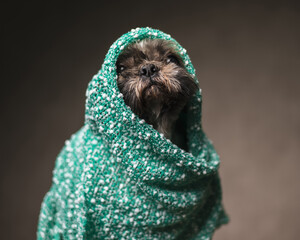 tired little shih tzu puppy in green knitted blanket going to sleep