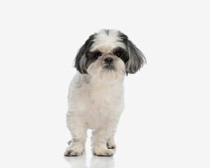 cute shih tzu standing