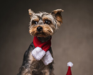 beautiful yorkshire terrier dog with christmas scarf looking to side