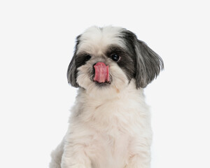 close up of hungry shih tzu licking its nose