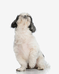 seated shih tzu looking up