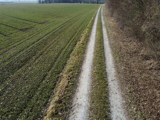 Naklejka premium Dirt road in the forest