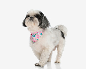 eager shih tzu wearing pink bandana walking to side