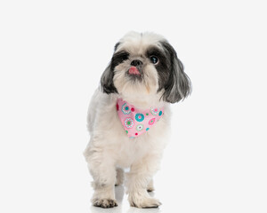 hungry shih tzu wearing pink scarf licking its nose
